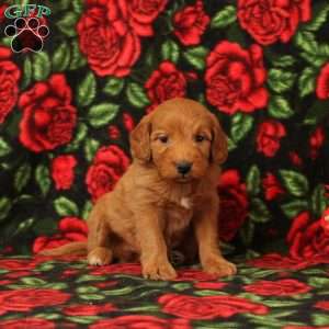 Carol, Mini Goldendoodle Puppy